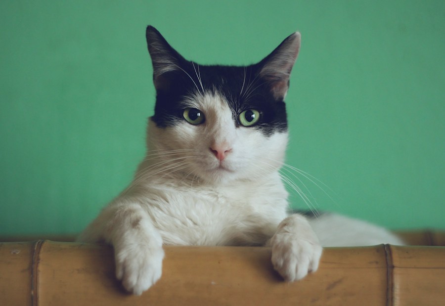 Curious cat