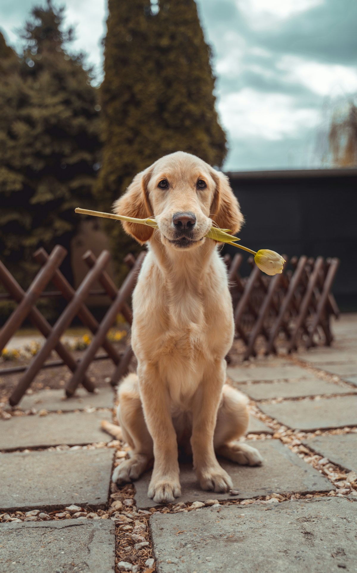 Happy golden retriever with a soft golden coat