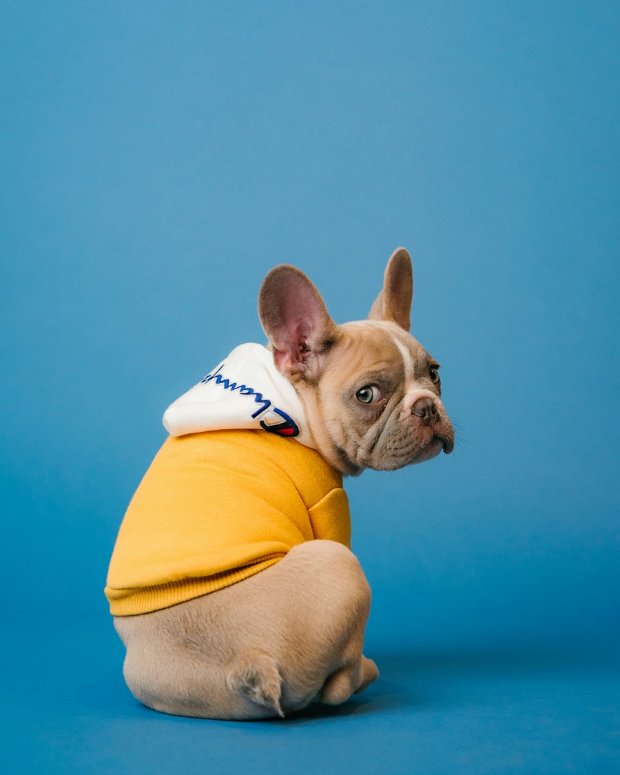 Small puppy with an expressive face